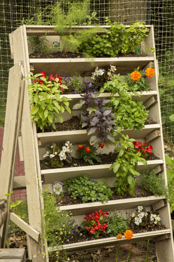 Herbs used in our breakfasts