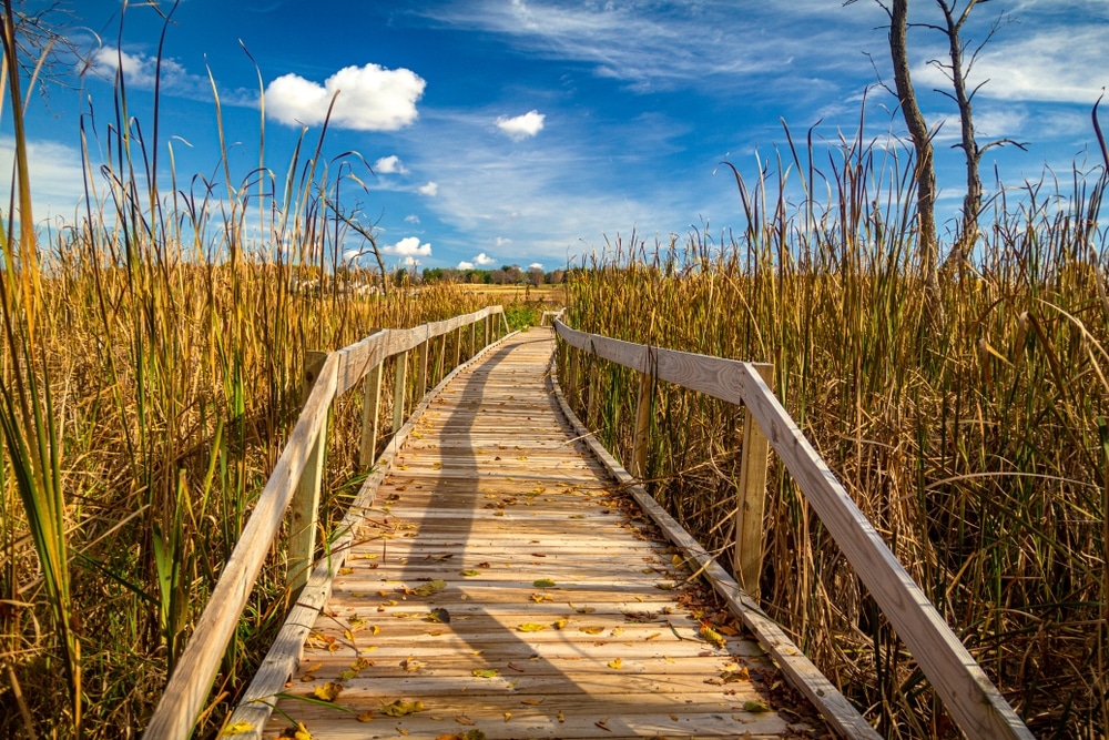 Walk along this boardwalk while birdwatching at Horicon National Wildlife Refuge