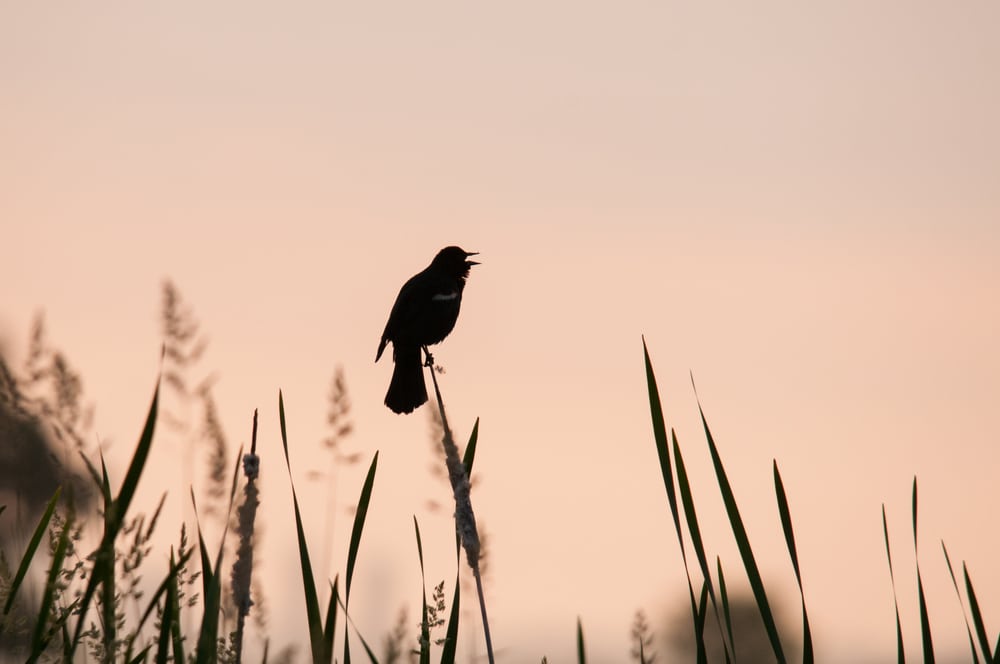 A Red winged blackbird resting at the Horicon National Wildlife Refuge in Wisconsin