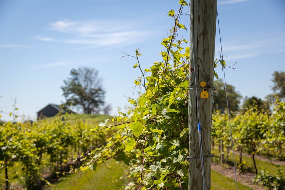 A beautiful vineyard growing grapes for places like Cedar Creek Winery in Cedarburg, WI