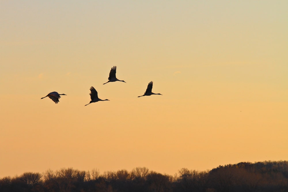 Sandhill cranes flying through Horicon Marsh in Wisconsin