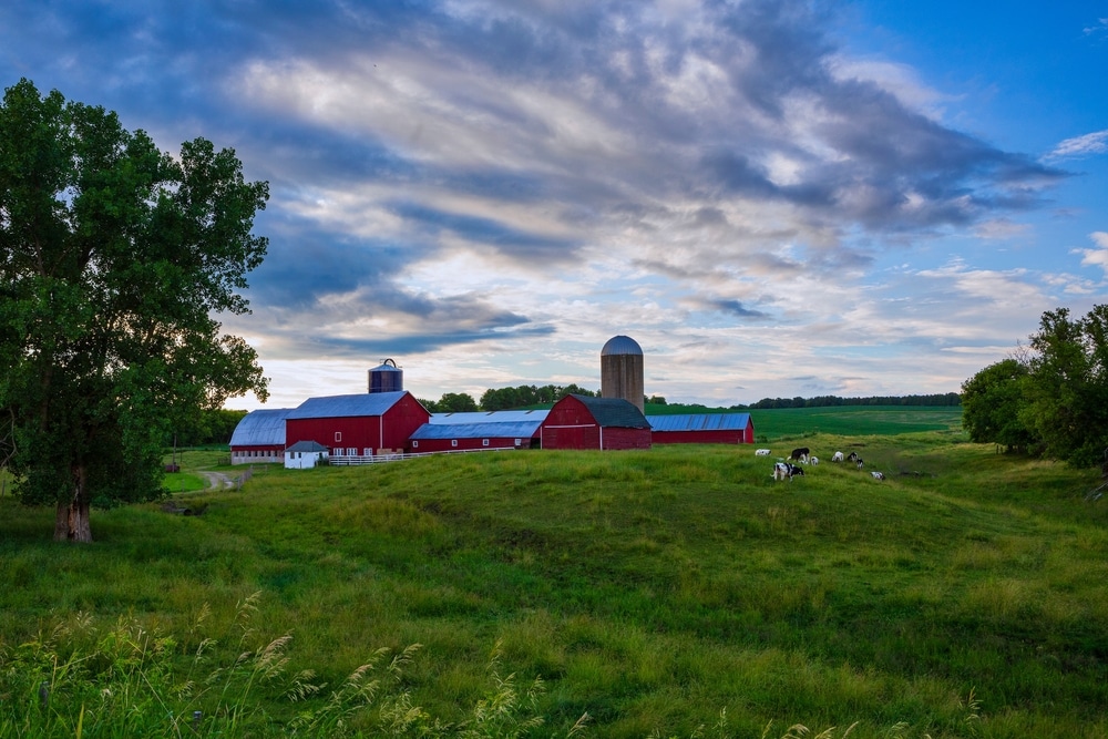 Visit a Wisconsin Dairy farm while exploring the cheese trail in Wisconsin at places like Widmer's Cheese Cellars