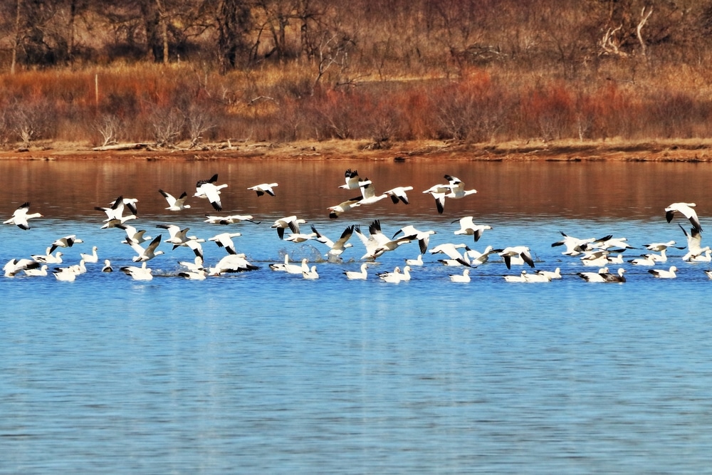 Fall bird migration at Horicon Marsh Wildlife Refuge