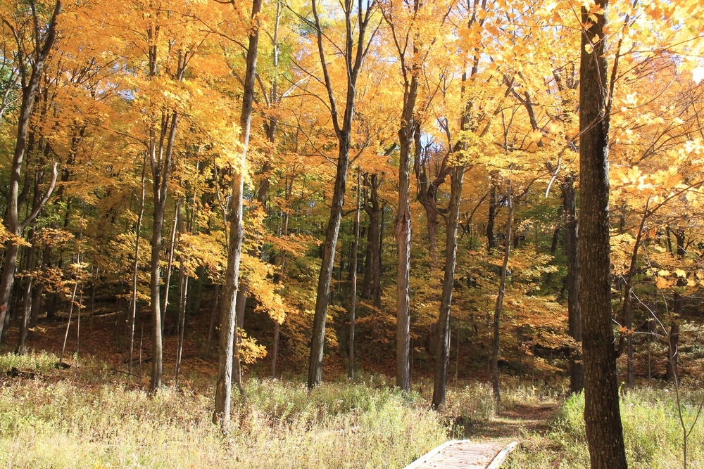 Beautiful fall foliage - enjoyed while hiking, one of the best things to do in West Bend, WI