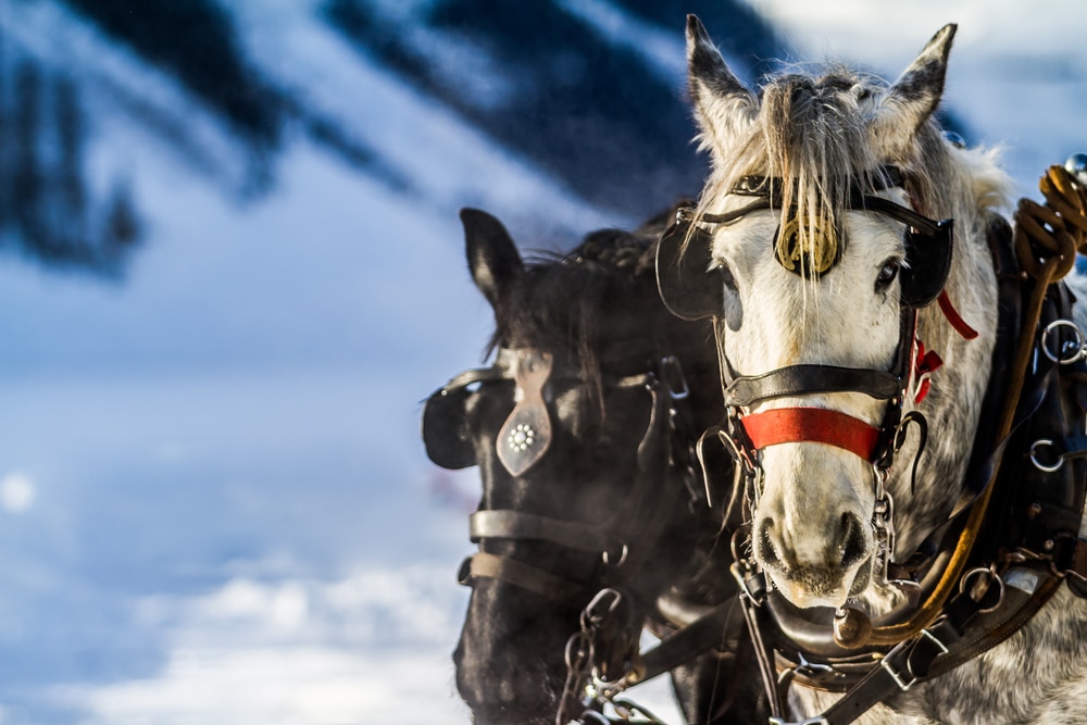 Winter sleigh rides and more things to do in Wisconsin this winter near our Wisconsin Bed and Breakfast