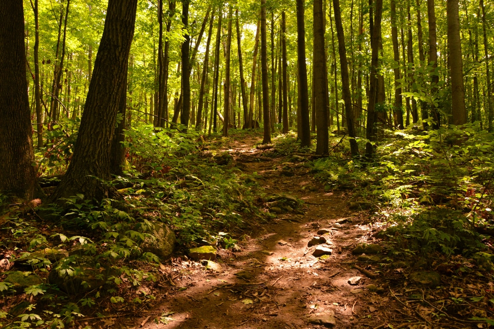 Take in the Colorful Views from Parnell Tower This Fall 5 A trail segment in the Kettle Moraine State Forest leading to the Parnell Tower in Wisconsin