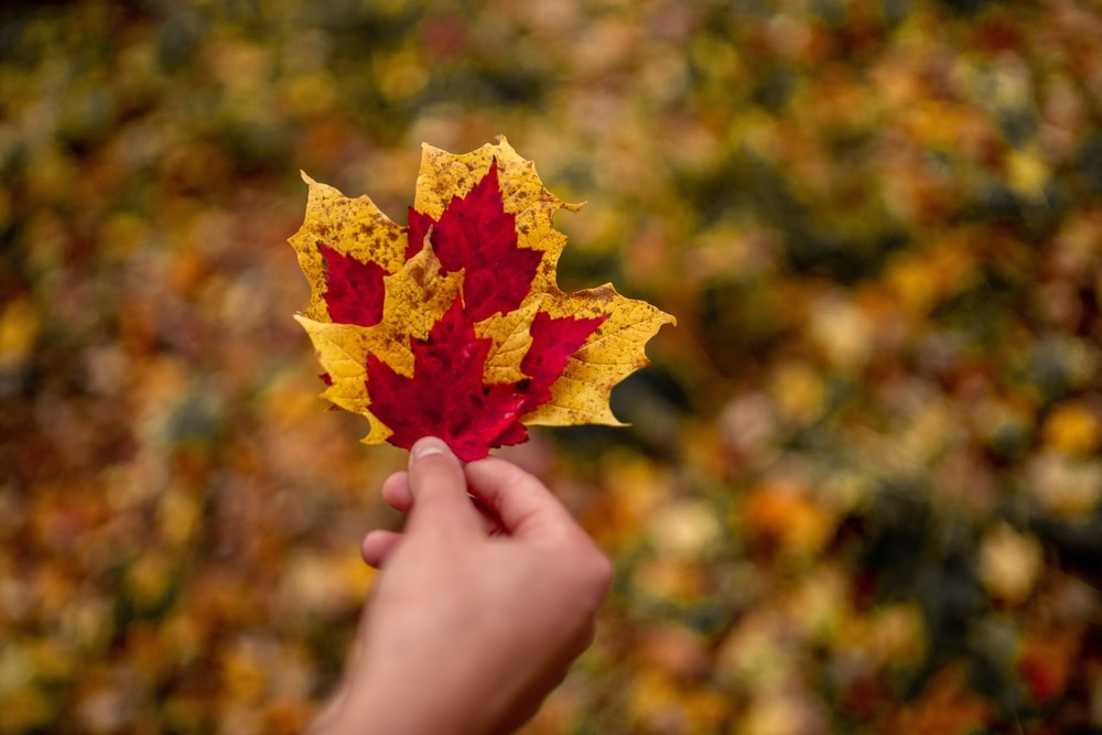 Take in the Colorful Views from Parnell Tower This Fall 8 Someone holding leaves showing Wisconsin fall colors