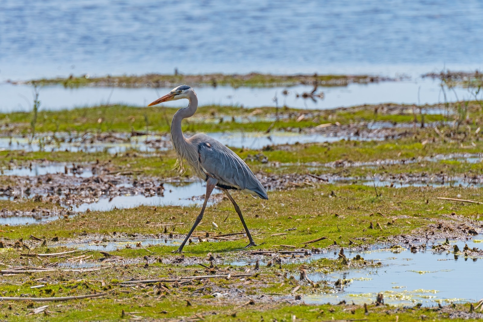 Don't Miss the Horicon Marsh Bird Festival This Spring 1 A Great Blue Heron walks through the Horicon Marsh. Visit this spring for the Horicon Marsh Bird Festival!